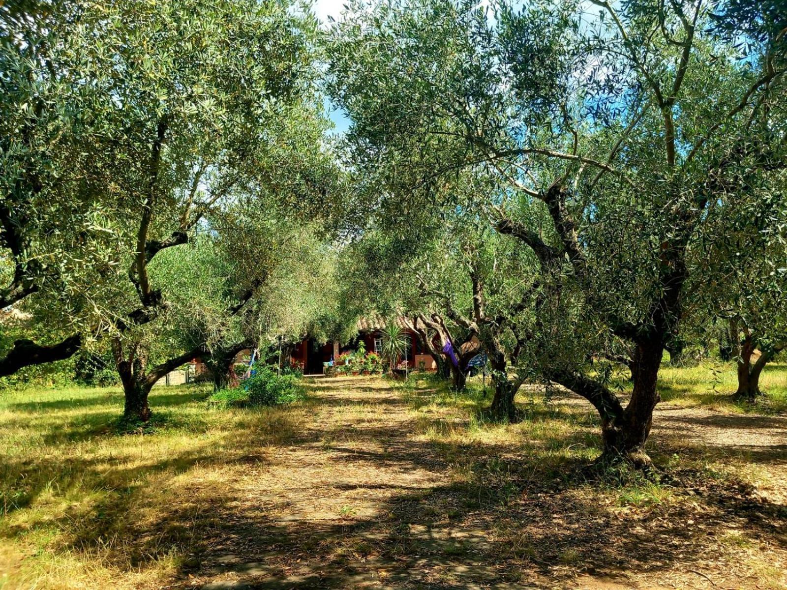 All'Ombra Degli Olivi Pisciarelli Kültér fotó