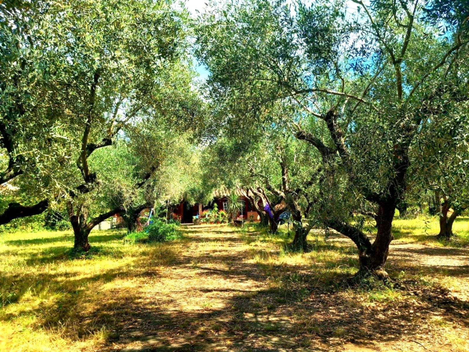 All'Ombra Degli Olivi Pisciarelli Kültér fotó